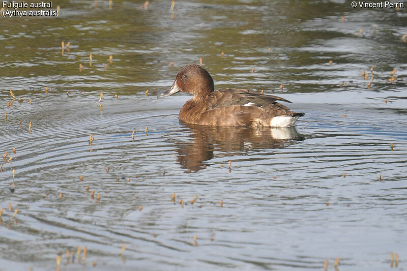 Fuligule austral femelle adulte