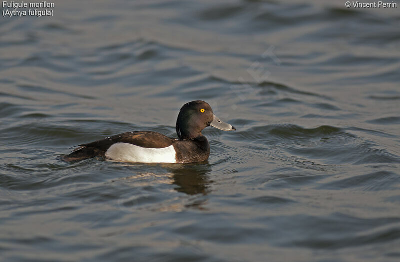 Tufted Duck male adult