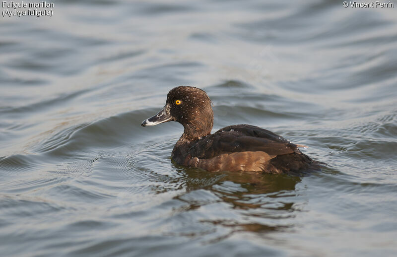 Tufted Duck female adult