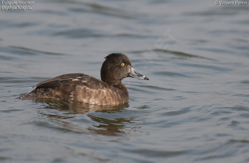 Tufted Duck female adult