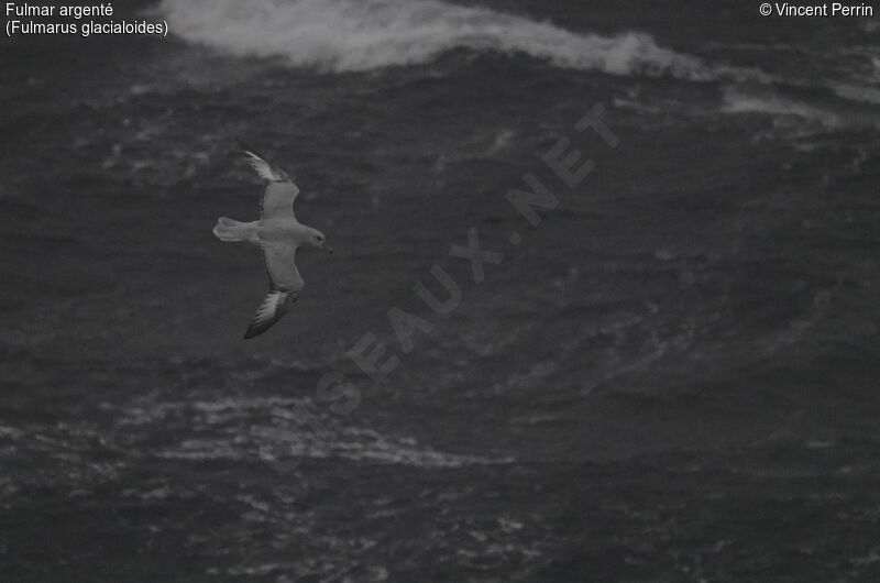 Southern Fulmar