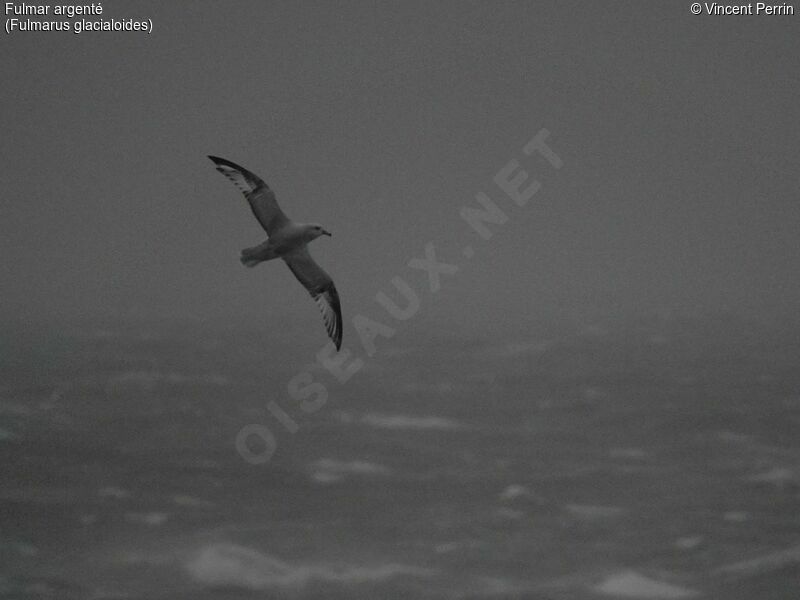 Fulmar argenté