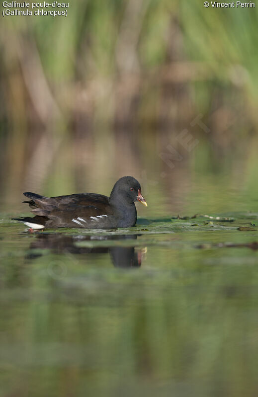 Common Moorhenadult