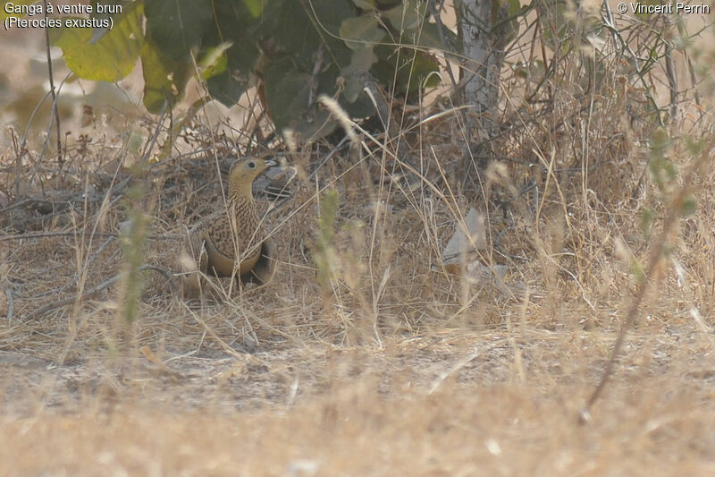 Chestnut-bellied Sandgrouse female