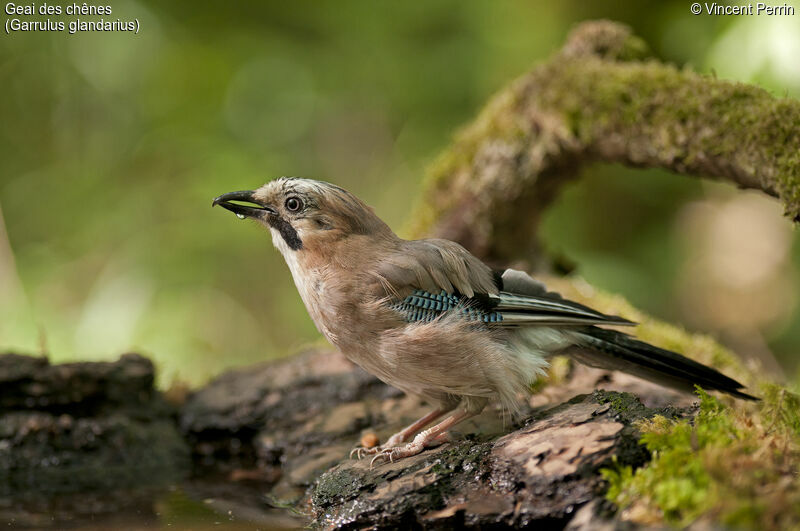 Eurasian Jay