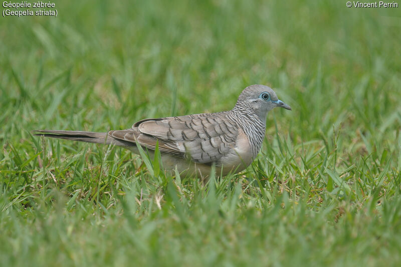 Zebra Dove