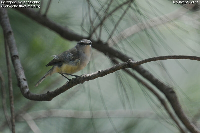 Fan-tailed Gerygoneadult