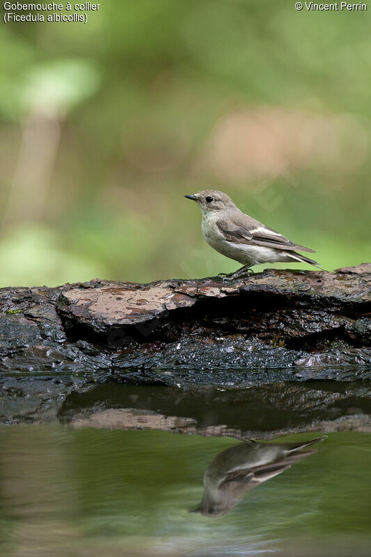 Collared Flycatcher female adult