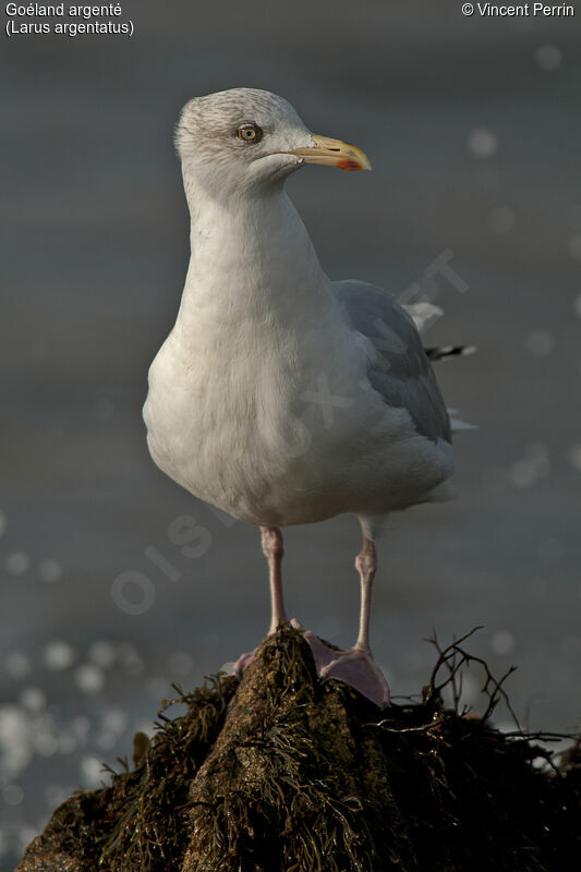 Goéland argenté