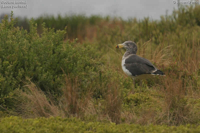 Goéland australimmature