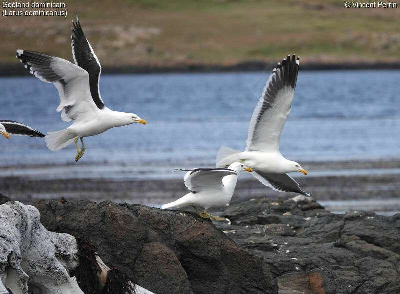 Kelp Gull