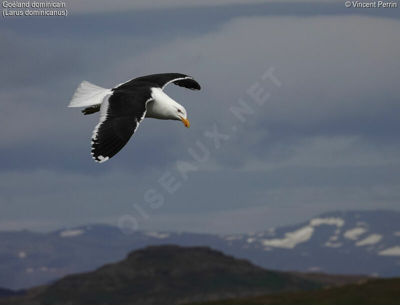 Kelp Gull