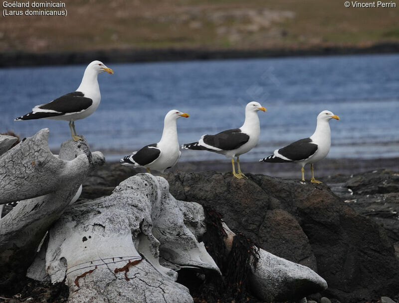 Kelp Gull