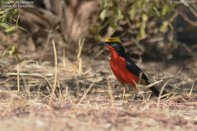 Yellow-crowned Gonolekadult