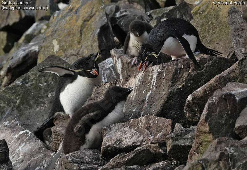 Southern Rockhopper Penguin