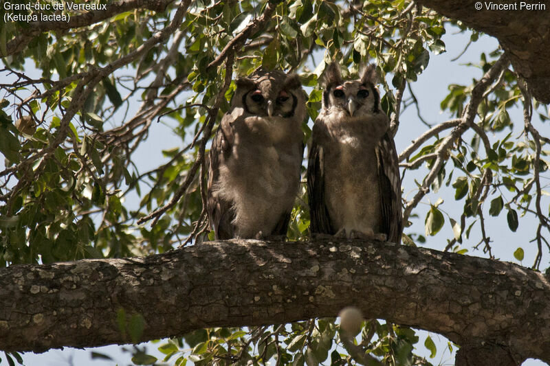 Verreaux's Eagle-Owladult