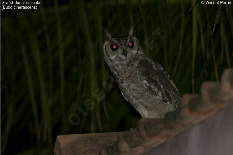 Greyish Eagle-Owl