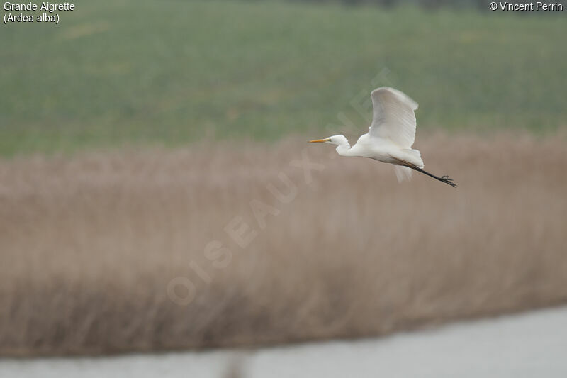 Great Egret, Flight