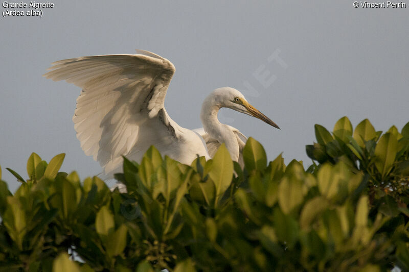 Great Egret, close-up portrait