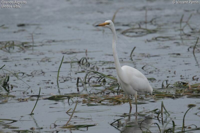 Grande Aigrette