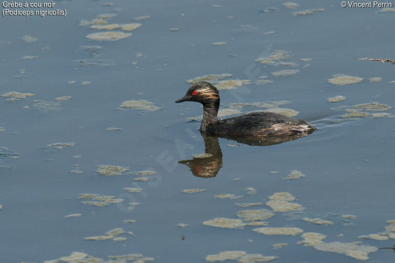 Black-necked Grebeadult breeding