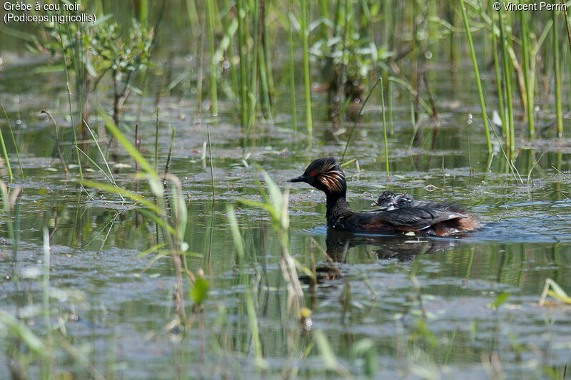 Grèbe à cou noir