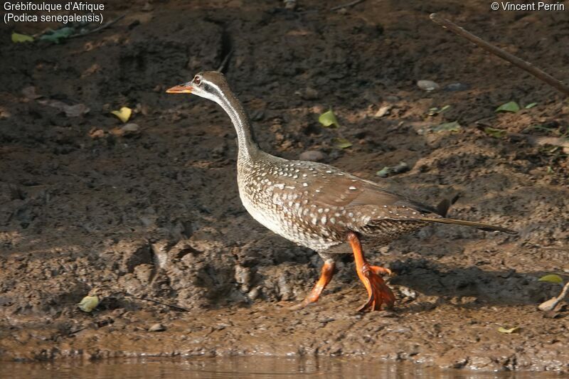 African Finfoot