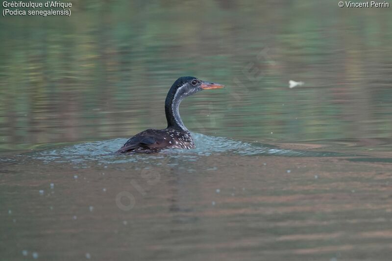 African Finfoot