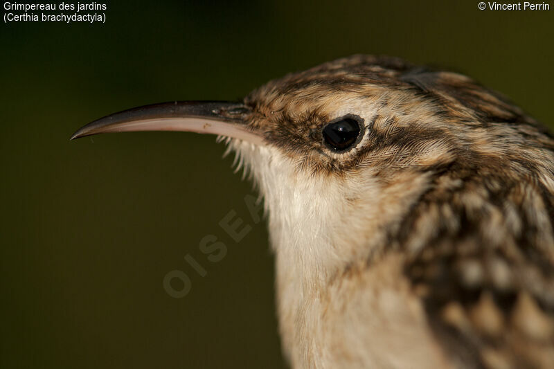 Short-toed Treecreeper, close-up portrait