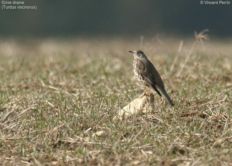 Mistle Thrush