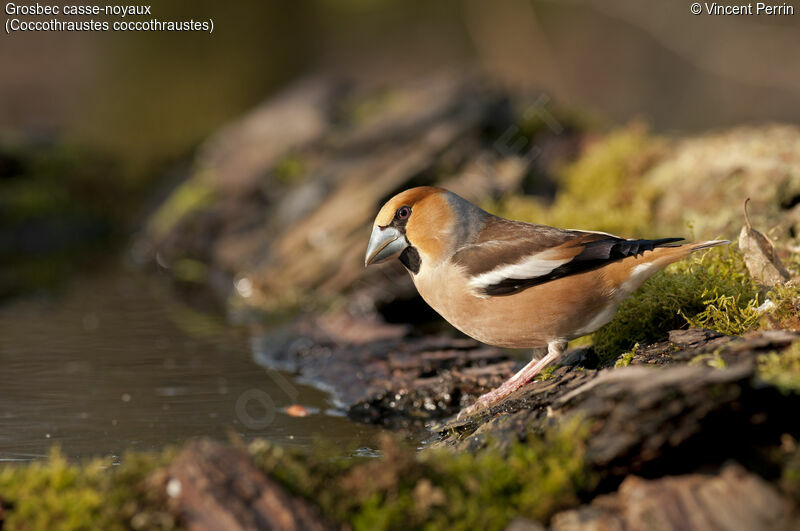 Hawfinch female adult