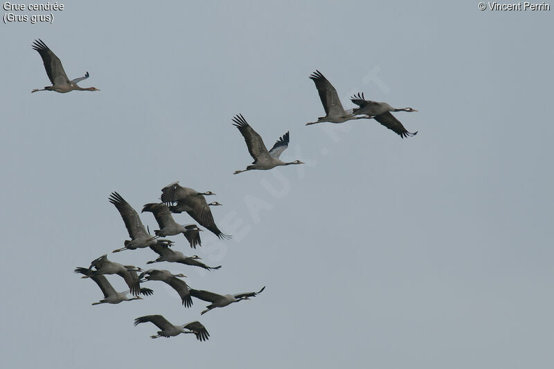 Common Crane, Flight