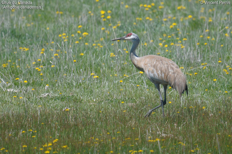 Grue du Canadaadulte