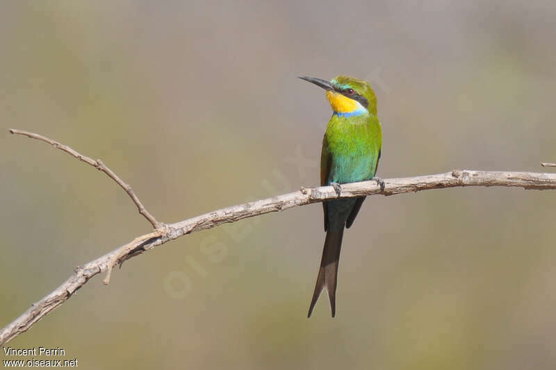 Swallow-tailed Bee-eateradult