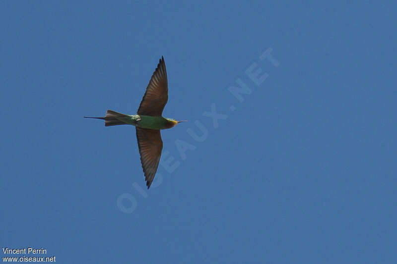 Blue-cheeked Bee-eateradult, Flight