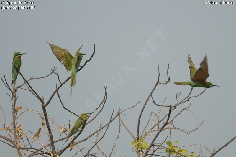 Blue-cheeked Bee-eater