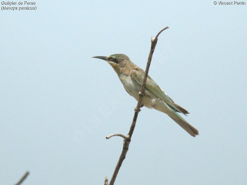 Blue-cheeked Bee-eater