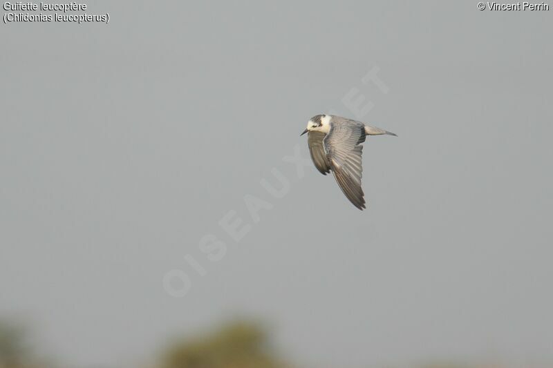 White-winged Ternadult post breeding, eats