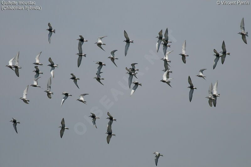 Whiskered Tern