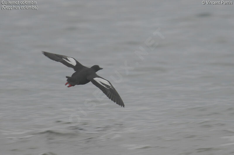 Guillemot colombinadulte