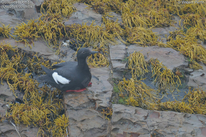 Pigeon Guillemotadult