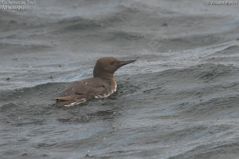 Common Murre