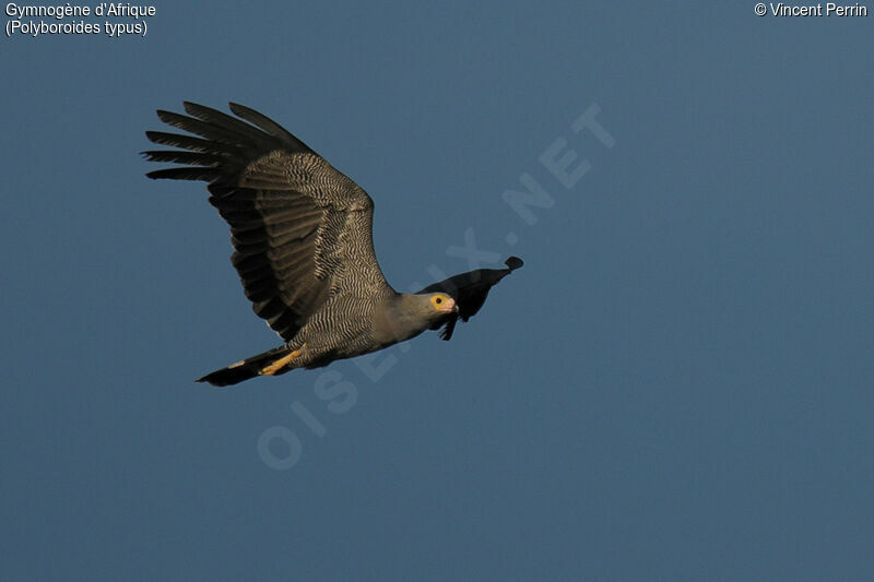 African Harrier-Hawkadult, close-up portrait, Flight