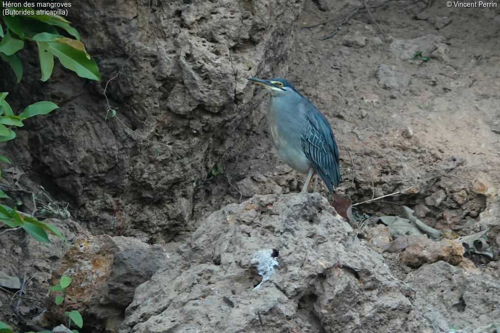 Little Heron