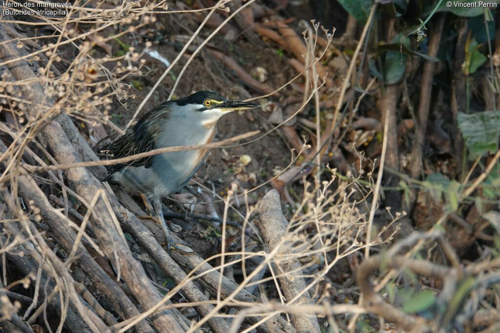 Little Heron