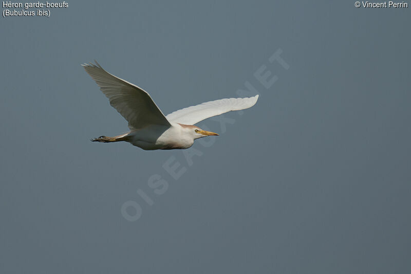 Western Cattle Egretadult, Flight