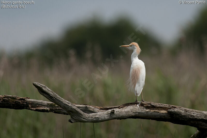 Western Cattle Egretadult