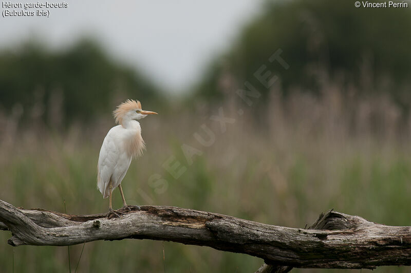 Western Cattle Egretadult