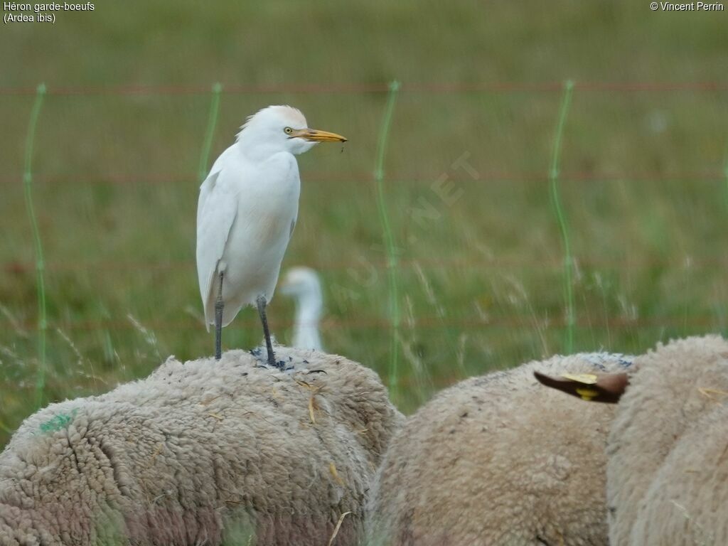 Héron garde-boeufs
