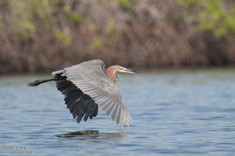 Goliath Heronadult, Flight